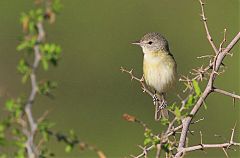 Bell's Vireo